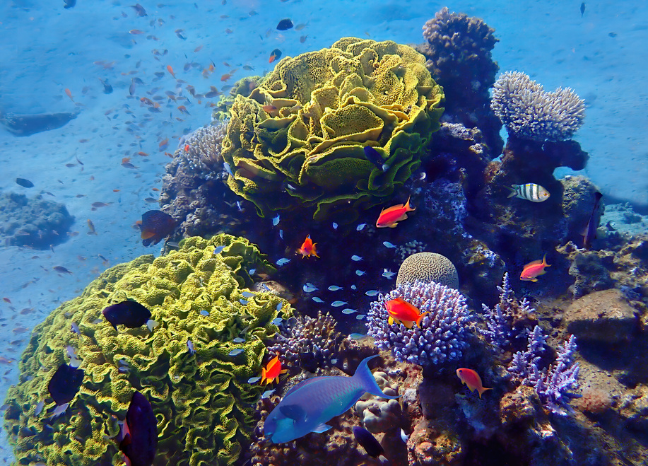 Coral reefs, concept of biodiversity of marine ecosystems