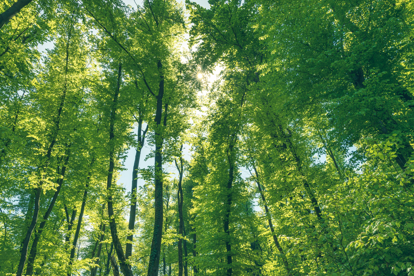 Green and healthy forest an important part of our ecosystem.